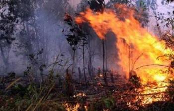 267 Hektare Lahan di Riau Hangus Terbakar Sepanjang 2019